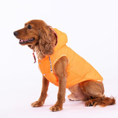 Pawstar Neon Orange Railway Vest Köpek Montu Large 30x33x46 cm - 23107-L