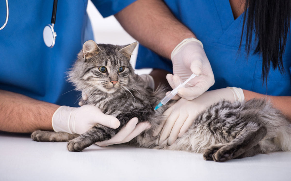 CLOTEID KEDİ VE KÖPEK TETANOZ AŞISI - KV-CLOTEID-4-0726